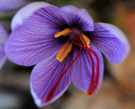 SIROP DE SAFRAN, UN ETONNEMENT