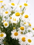 Une décoction contre les démangeaisons