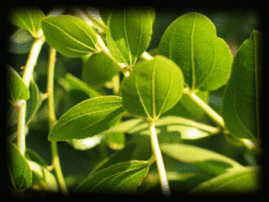 FEUILLES DE SIDR (JUJUBIER)