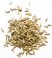 FENOUIL
